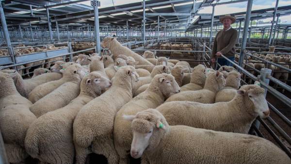Markets - Livestock Connect